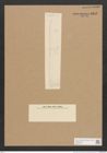 Diatomeae indet. (de-Toni-Nr.: Species 2108 ?) Zeichnungen Sammlung Grunow Nr. 4393 (NHMW-BOT-W0372561)